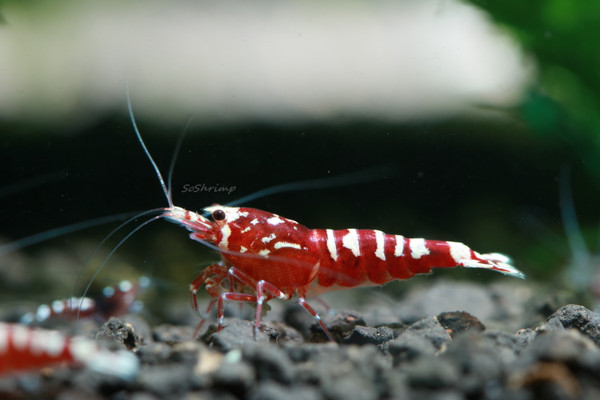 Red Pinto Shrimp - Male