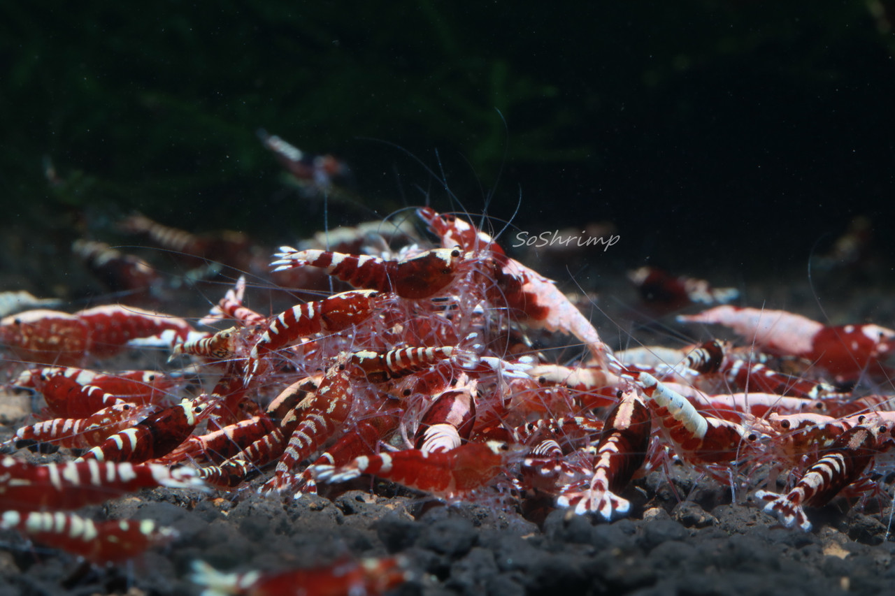 Red Pinto Shrimp - Feeding