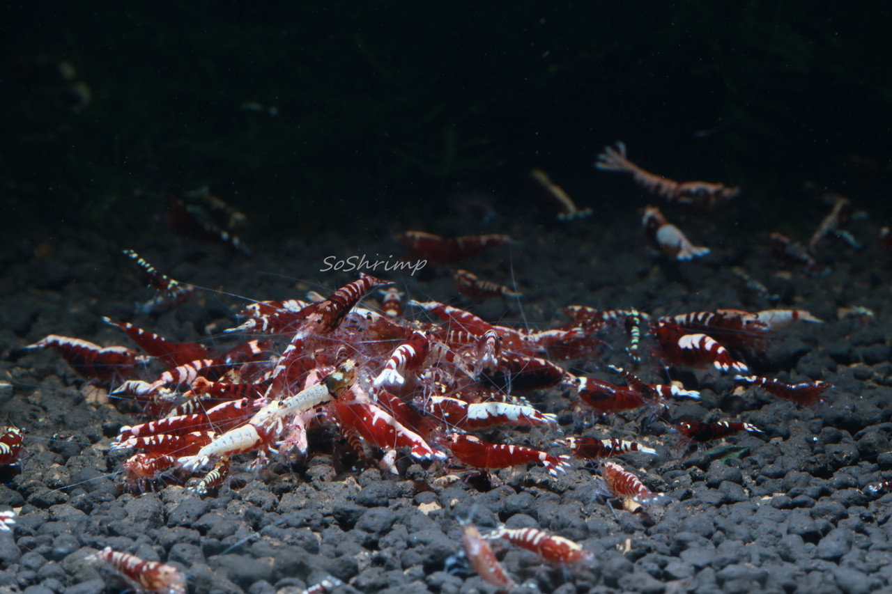 Red Pinto Shrimp - Feeding
