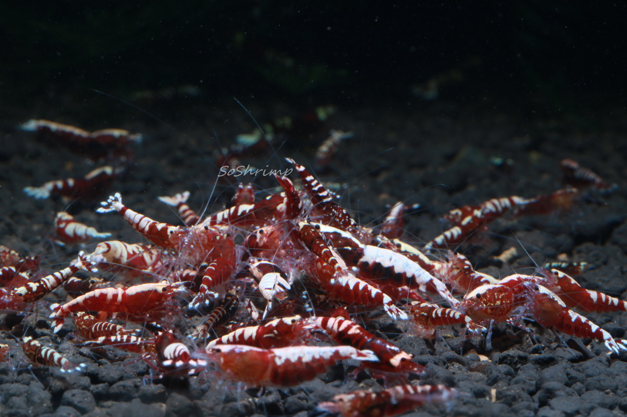 Red Pinto Shrimp - Feeding