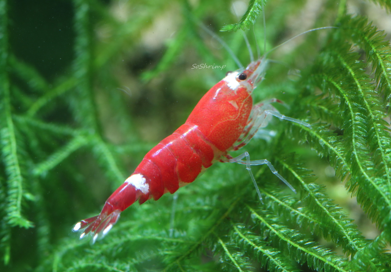 Super Crystal red shrimp - female