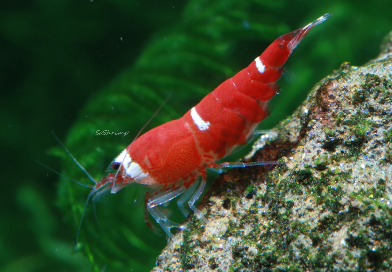 Super Crystal Red Shrimp - SoShrimp