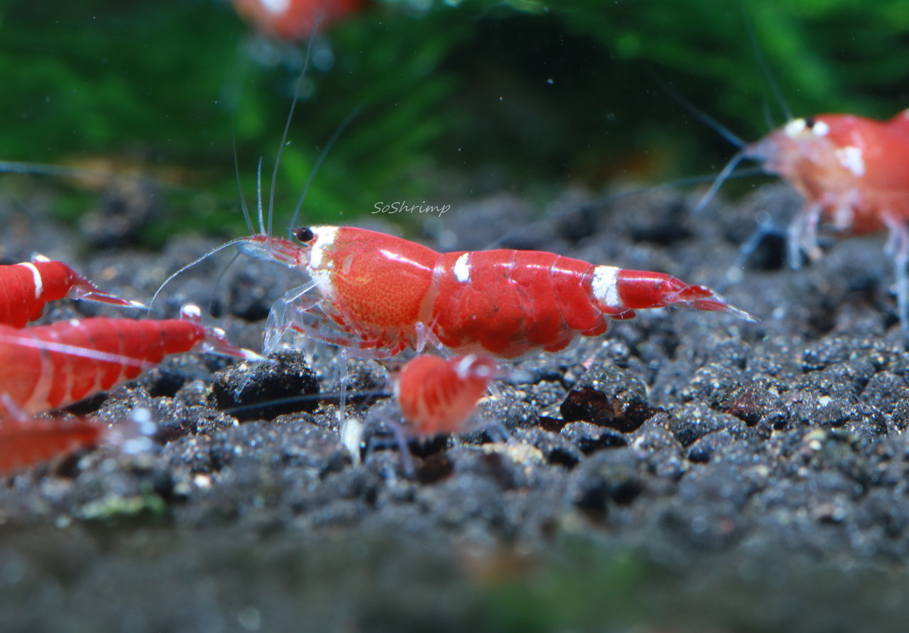 Super Crystal red shrimp - female
