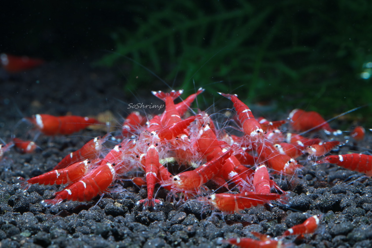 Super Crystal red shrimp - group