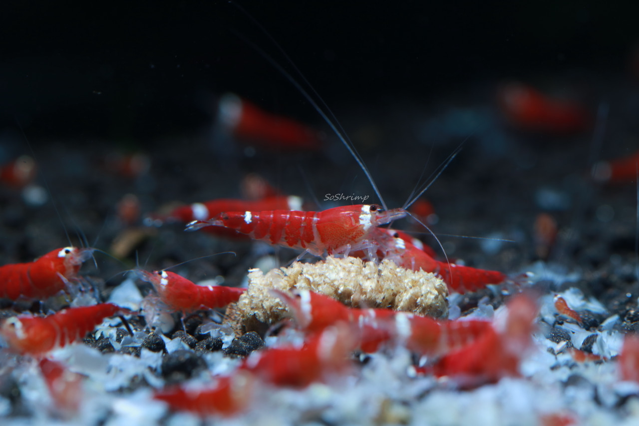 Super Crystal red shrimp - juvenile