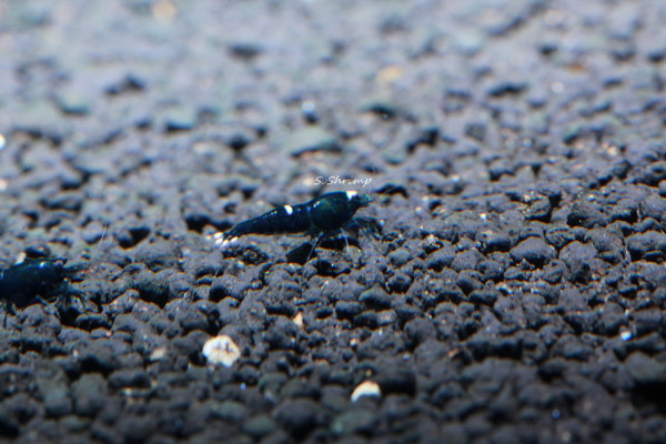 Black King Kong shrimp