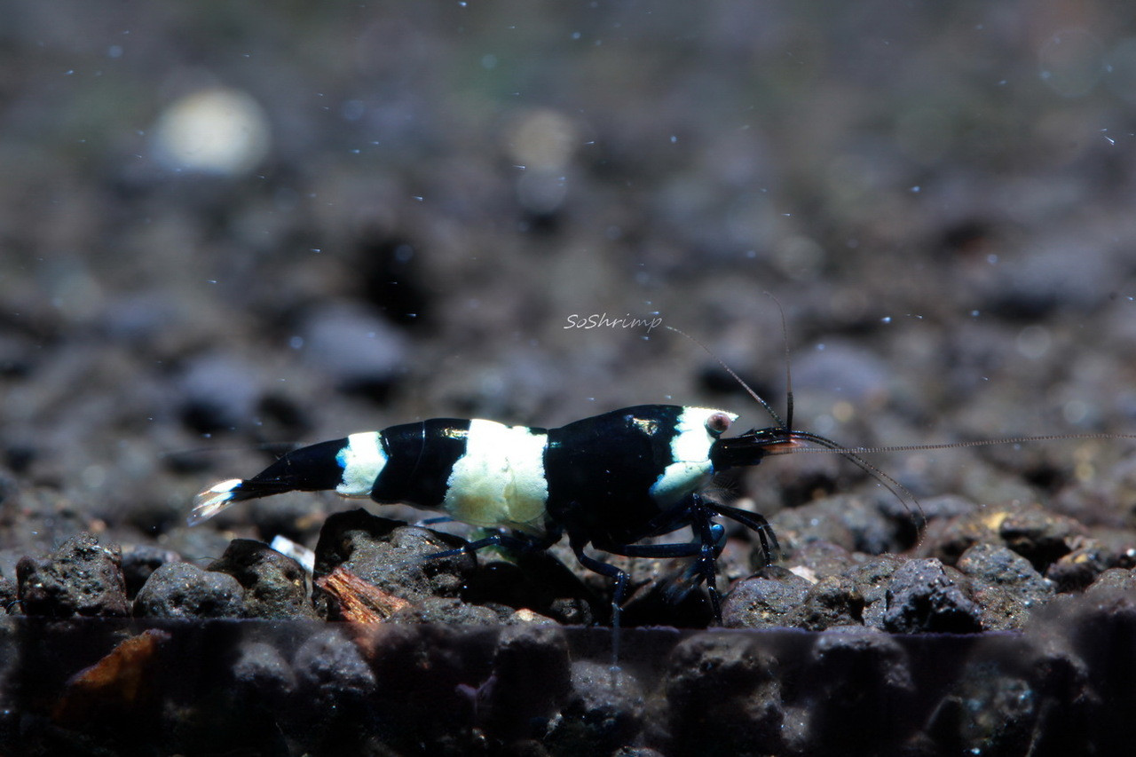 Black king kong panda shrimp