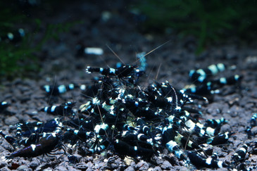 Black King Kong / Panda Mix, live aquarium shrimp