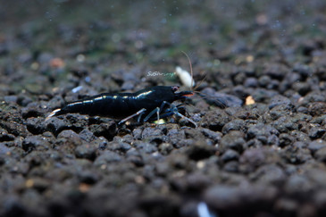 Black King Kong Extreme, live aquarium shrimp