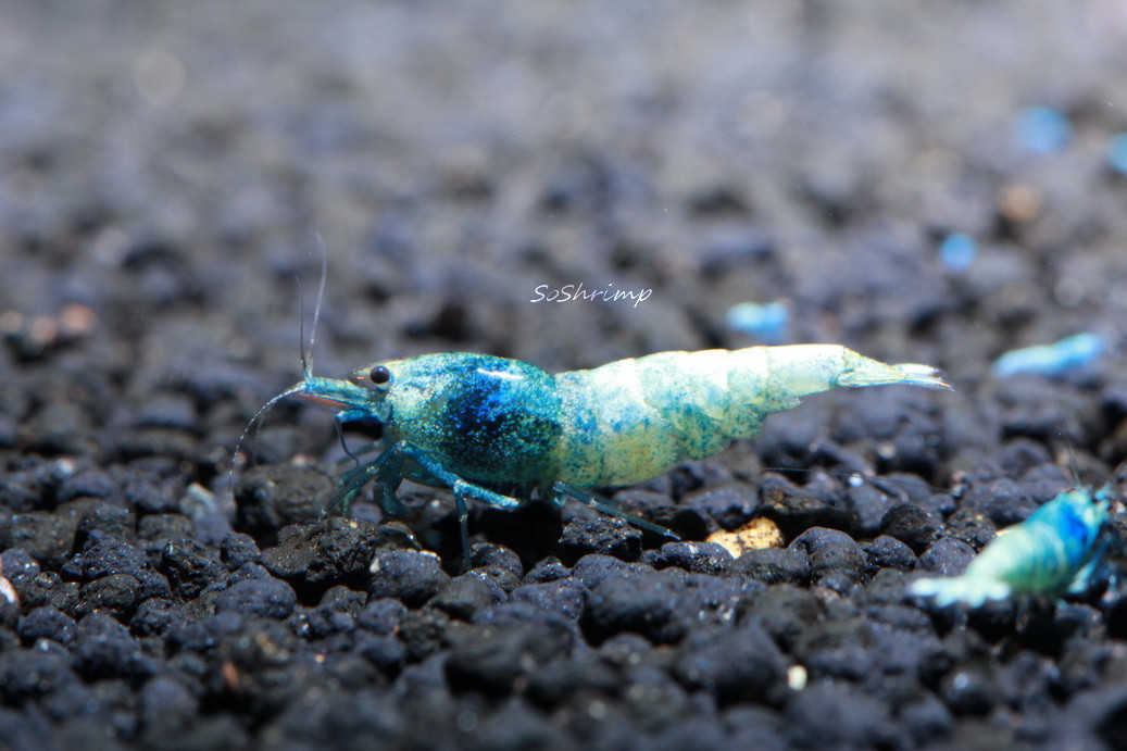 Blue Bolt Shrimp Soshrimp