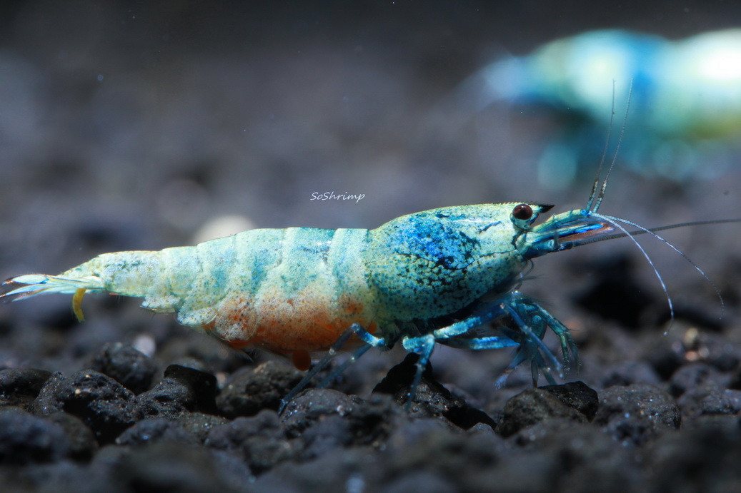 Blue Bolt Shrimp Soshrimp