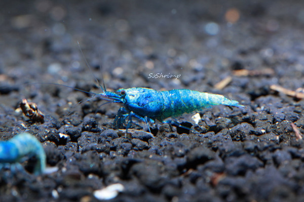 High grade Blue Bolt Shrimp - Deep Blue