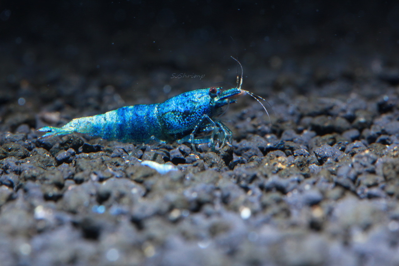 High grade Blue Bolt Shrimp - Deep Blue