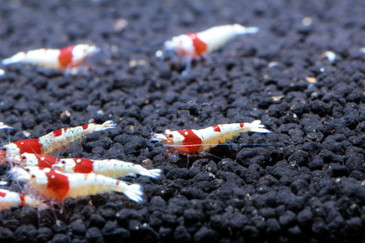 Crystal Red Shrimp SS+ Grade