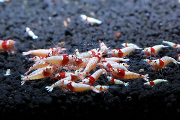 Crystal Red Shrimp SSS+ Grade, live aquarium shrimp