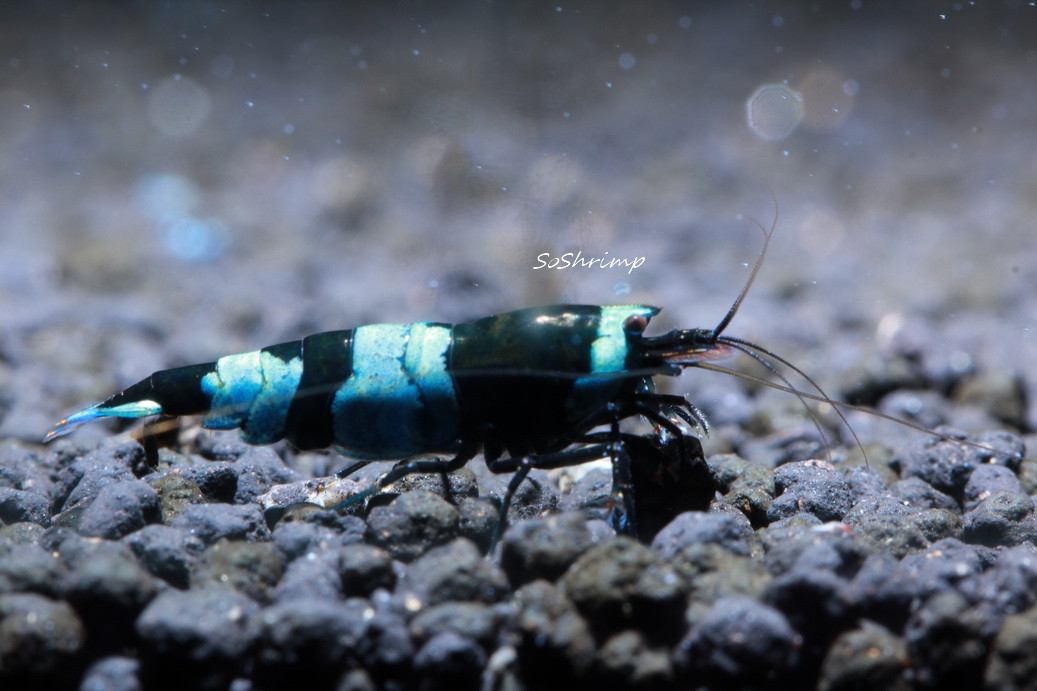 Shadow panda shrimp 