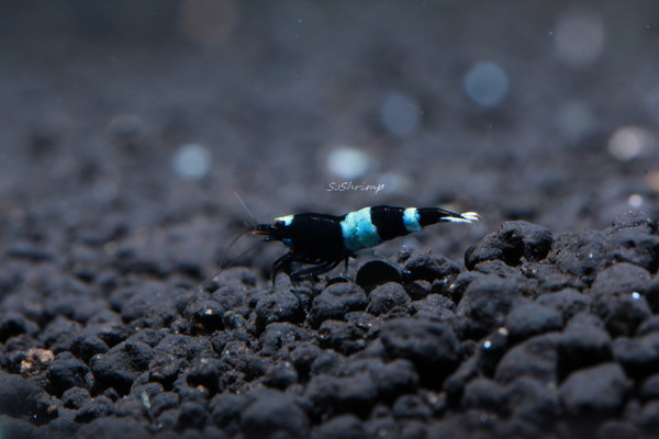 Shadow panda shrimp 