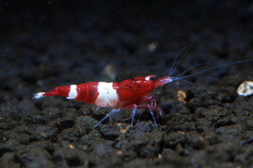 Wine Red Shrimp Soshrimp,Tebak Tebakan Lucu Teka Teki Cinta