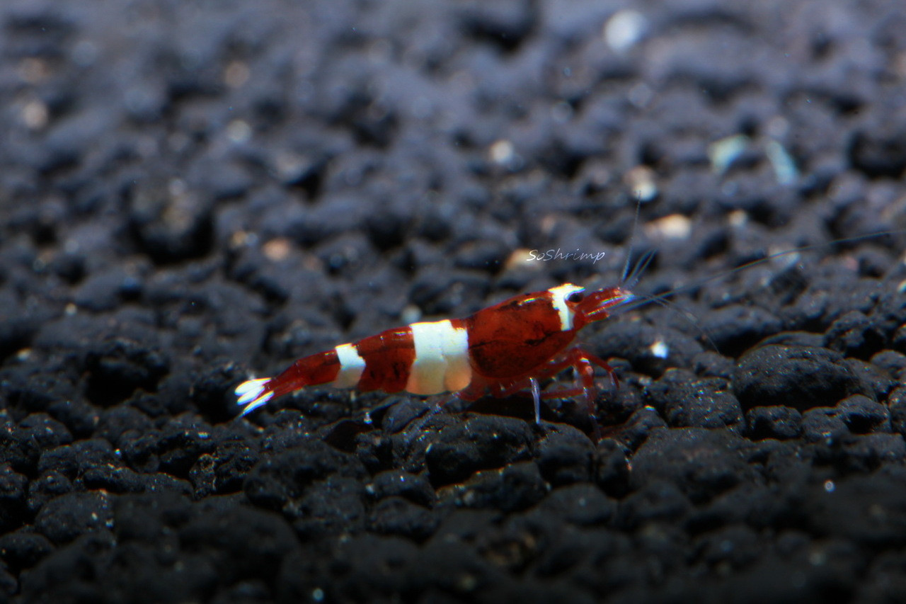Red Panda Shrimp