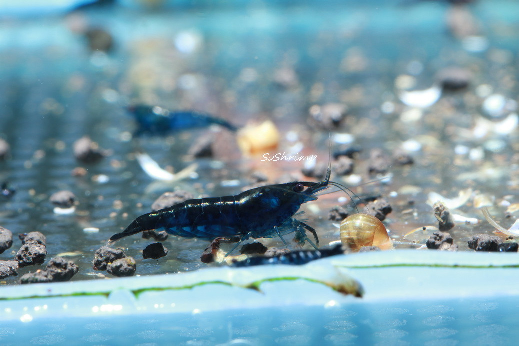 blue diamond shrimp female