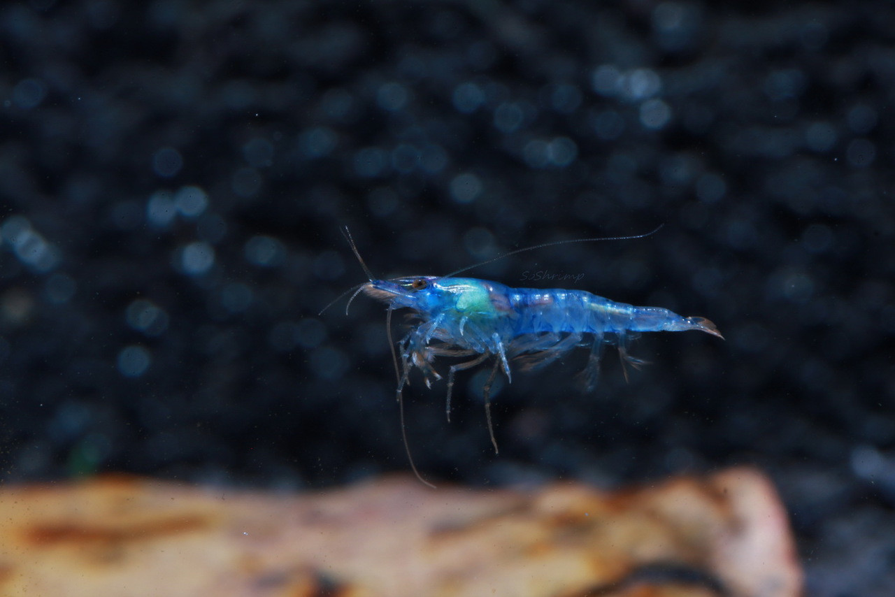 Blue Velvet shrimp female