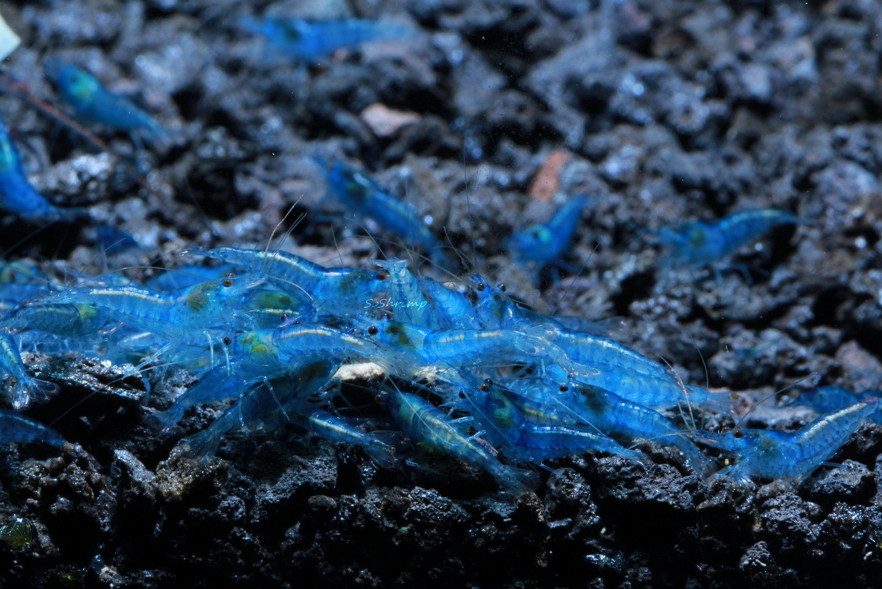 Blue Velvet shrimp feeding