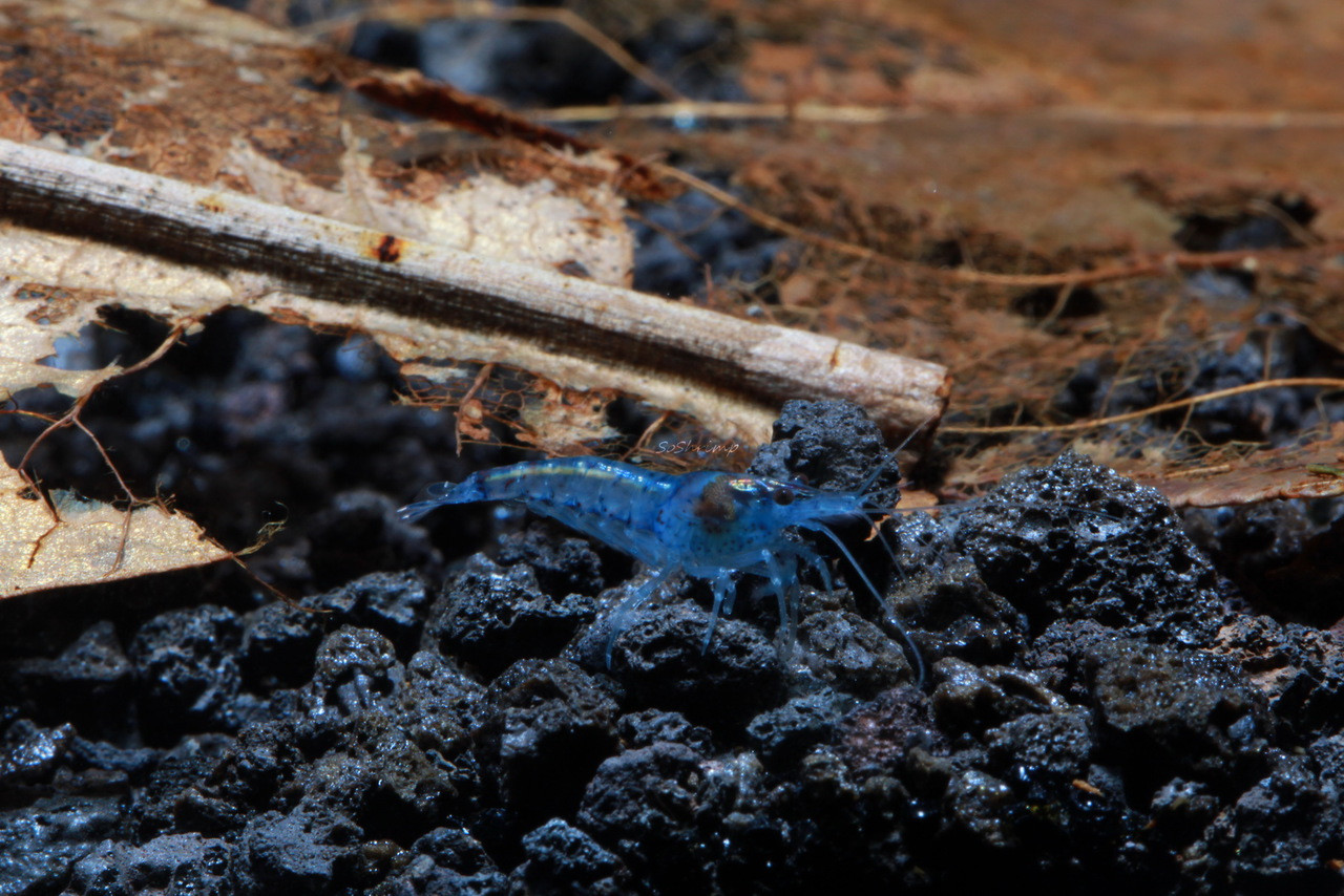 Blue Velvet shrimp