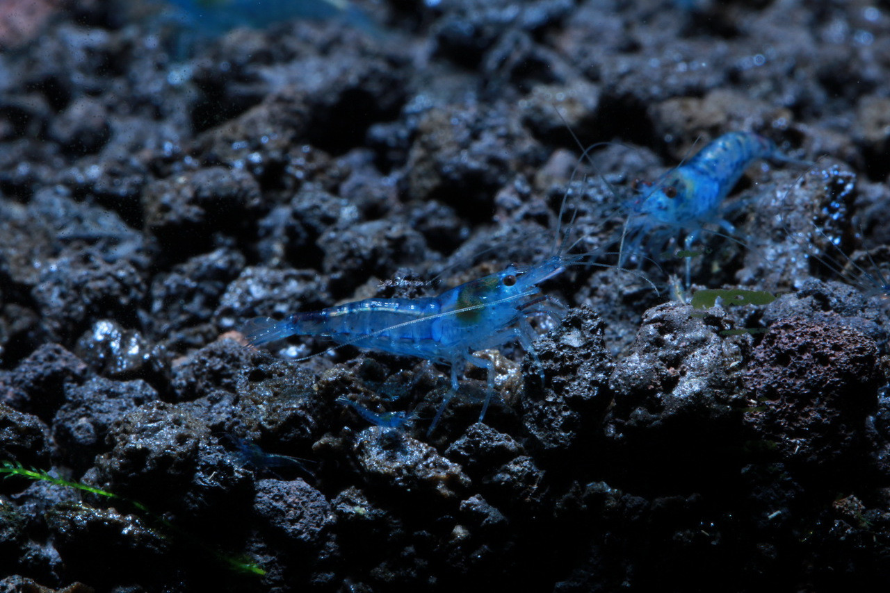 Blue Velvet Shrimp SoShrimp   Blue Velvet 02  91848.1448484546.1280.1280 