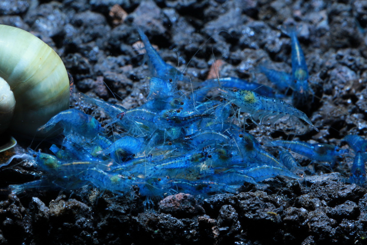 Blue Velvet shrimp group picture