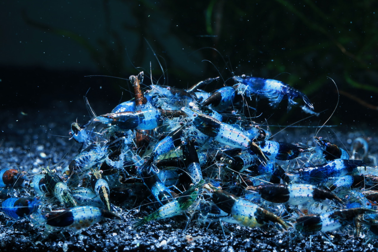 Carbon Rili Shrimp - Feeding