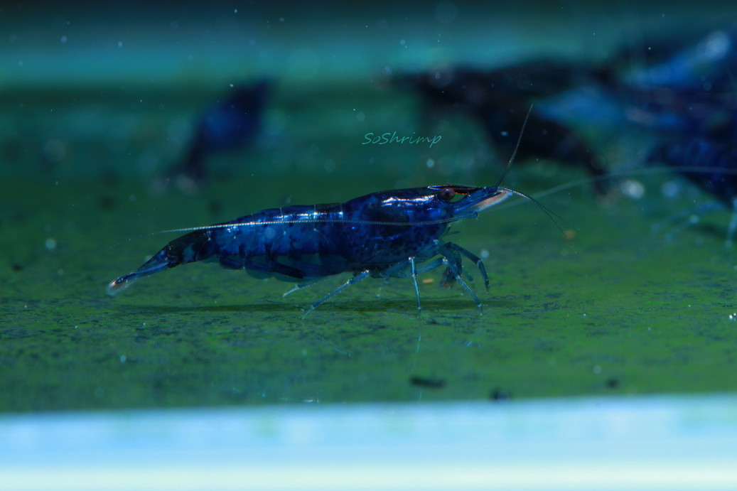 female Dream blue velvet shrimp, blue dreams