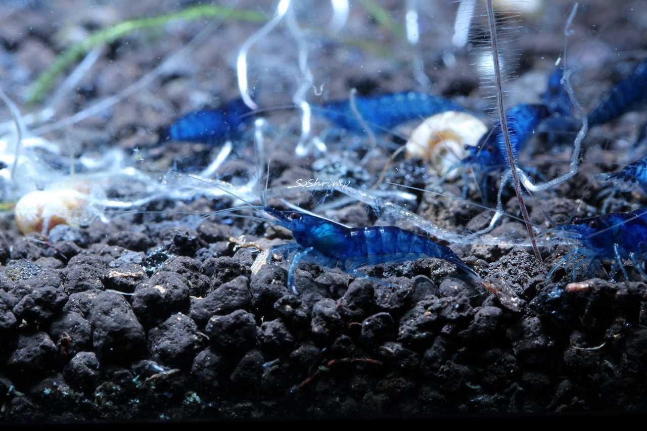 Dream Blue Velvet Shrimp - SoShrimp