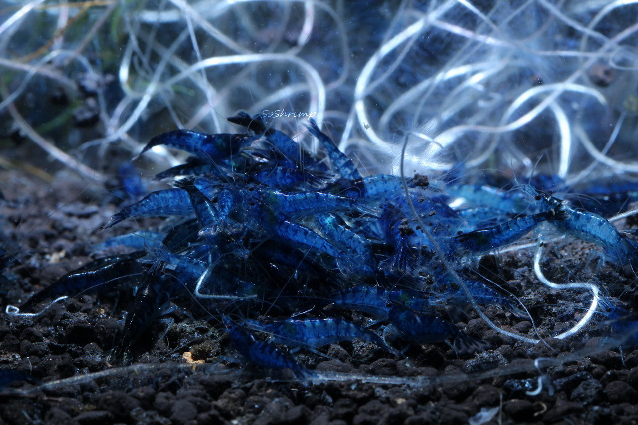 Dream blue velvet shrimp, blue dreams eating