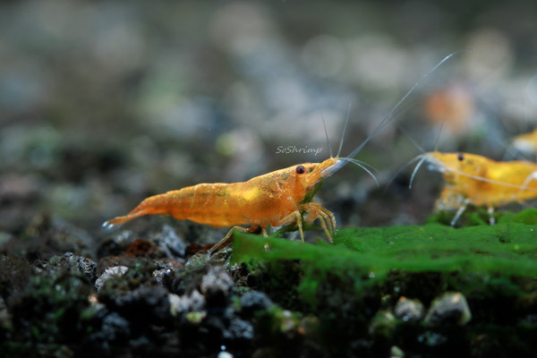 Orange Sunkist shrimp - female