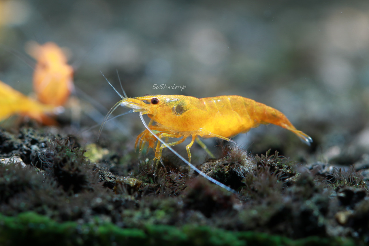 Orange Sunkist shrimp - berried female