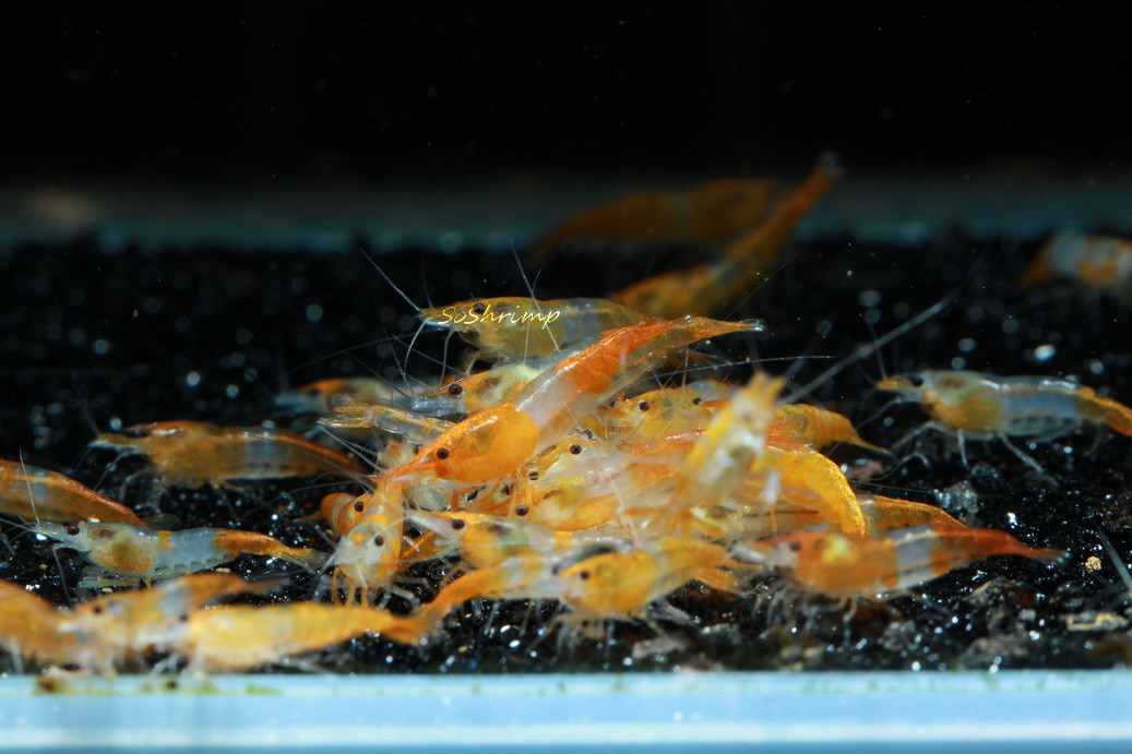 Orange Rili Shrimp feeding
