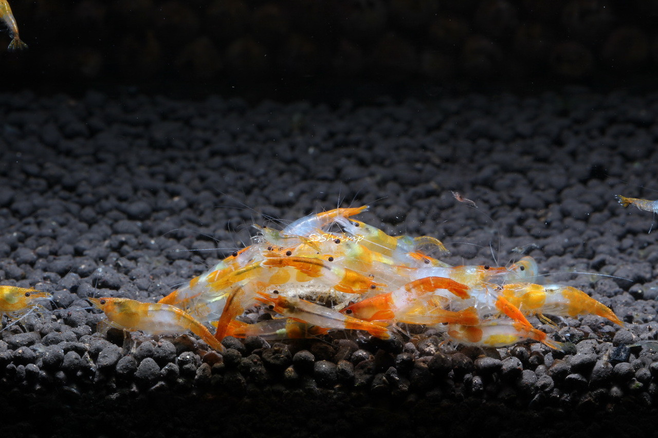 Orange Rili Shrimp group picture