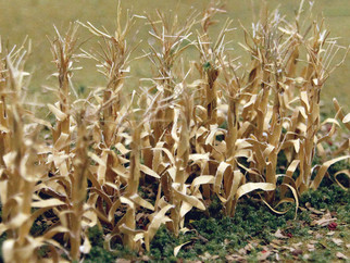 32503 HO Scale Bachmann Dried Corn Stalks (30 Per Pack)
