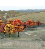 TR1575 Woodland Scenics Ready Made Fall Colors
