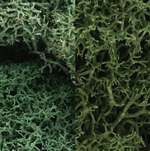 L167 Woodland Scenics Light Green Mix Lichen (Large Bag)