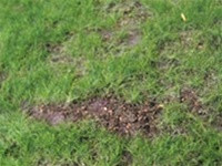 295-GM1 Grand Central Gems Spring Green Grass Mat