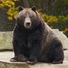Grizzly Bears
