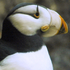 Puffins