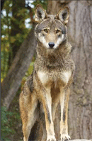 3-wolf.gif 3-wolf.gif