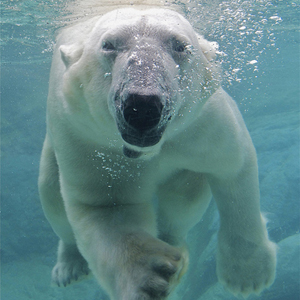 300x300-polar-bear.jpg