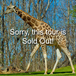 VIP Tour - Giraffe - May 11, 2024, (sold out)
