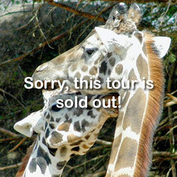 VIP Tour - Giraffe - October 26 (Sold out)