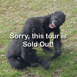 VIP Tour - Gorilla - April 20, 2024 (sold out)