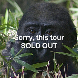 VIP Tour - Gorilla - June 8, 2024-Sold Out