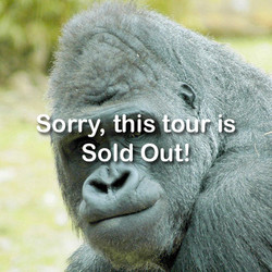 VIP Tour - Gorilla - September 7, 2024 (sold out)